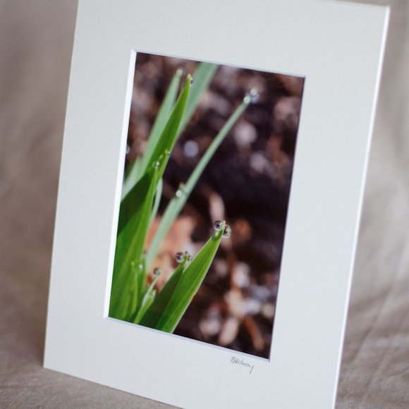 "Iris Leaves With Rain Drops" 5x7 Photography Print - Picture 2 of 3